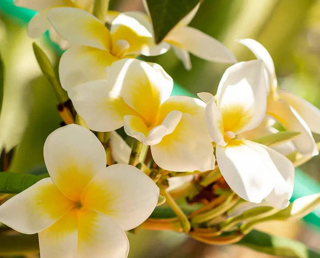 Fondants parfumés - senteur Monoï de Tahiti